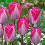 Tulip Planting and Growing Tips
