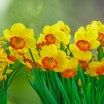 Bantam Daffodil