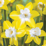Decades of Daffodils Collection