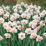 Amazing Naturalizing Daffodil Collection