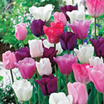 Monet's Garden™ Tulip Mixture