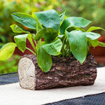 Log Planter