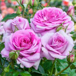 Rose Garden Collection - 3 Plants