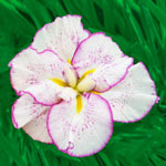 Breck's® Dinner Plate™ Japanese Iris Collection