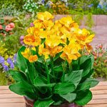 Tropical Dwarf Canna Collection