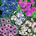 Everblooming Hardy Geranium Collection