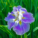 Angel Mountain Japanese Iris