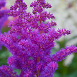 Astilbe Planting and Growing Tips