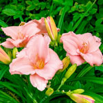 On And On Reblooming Daylily