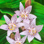 Toad Lily Collection