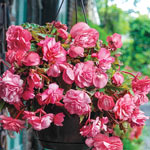 Pink Delight Hanging Basket Begonia