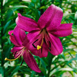 Purple Marble Lily
