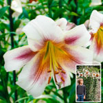 Passion Moon Lily Tree®