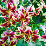 Scheherazade Turban Jumbo Lily Tree®