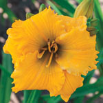 Bloomin' Beautiful Daylily Collection