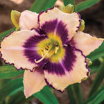 Bloomin' Beautiful Daylily Collection