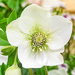 Great White Hellebore
