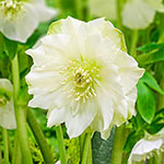 Great White Double Hellebore