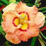 Remembering Grace Reblooming Daylily