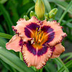 Hungry Eyes Reblooming Daylily