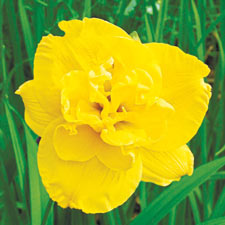 Double Talk Reblooming Daylily