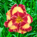 Band of Fire Reblooming Daylily