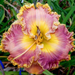 Collage Reblooming Daylily