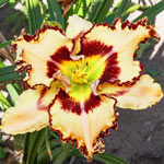 King of the Ages Reblooming Daylily