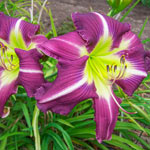 Thank Your Lucky Stars Reblooming Daylily