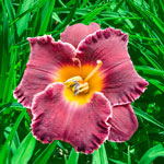 Night Whispers Reblooming Daylily