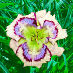 Outer Space Reblooming Daylily