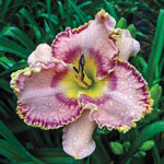 Sink Into Your Eyes Reblooming Daylily