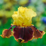 Vintage Charm Reblooming Bearded Iris