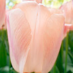 WOW!® Pride Perennial Tulip Collection