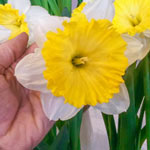 Dinnerplate Daffodil