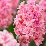 Spring Beauty Double Hyacinth