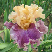Roaring Twenties Bearded Iris
