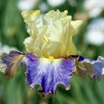 Sunny Glitter Bearded Iris
