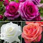 Fragrant Rose Garden Collections