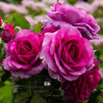 Fragrant Rose Garden Collections