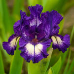 Celilo Dwarf Bearded Iris