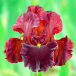 Valentino Bearded Iris