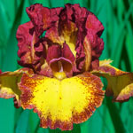 Twice As Nice Reblooming Iris Collection