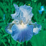 Twice As Nice Reblooming Iris Collection