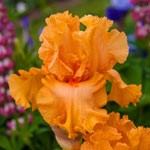 Breck's® Reblooming Iris Collection