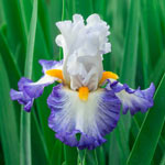 Brilliant Idea Bearded Iris