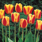 Apeldoorn's Elite Tulip