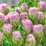 Violet Pranaa Tulip