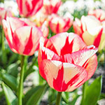 Spryng Break Tulip