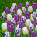 Royal Gathering Tulip Mixture